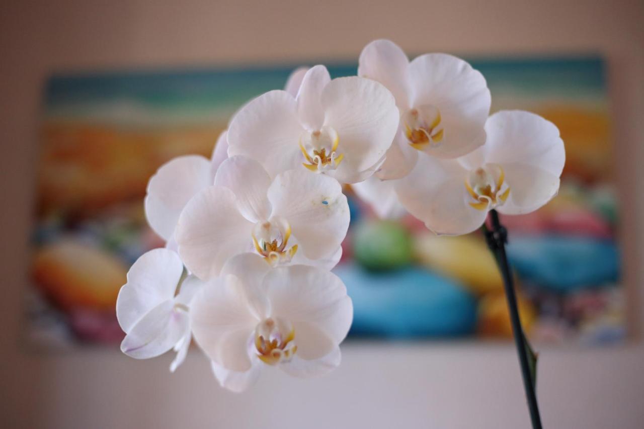 B&B Villa Orchidea 리카디 외부 사진