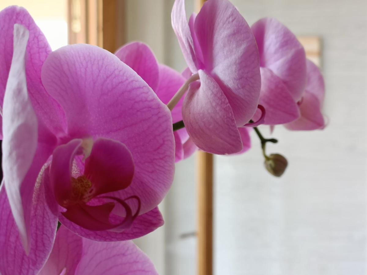 B&B Villa Orchidea 리카디 외부 사진